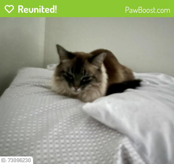 Reunited Female Cat last seen Near Elizabeth Way San Rafael CA 94901, San Rafael, CA 94901