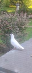 Found/Stray Unknown Bird last seen North Pasadena and Randall, Elyria, OH 44035