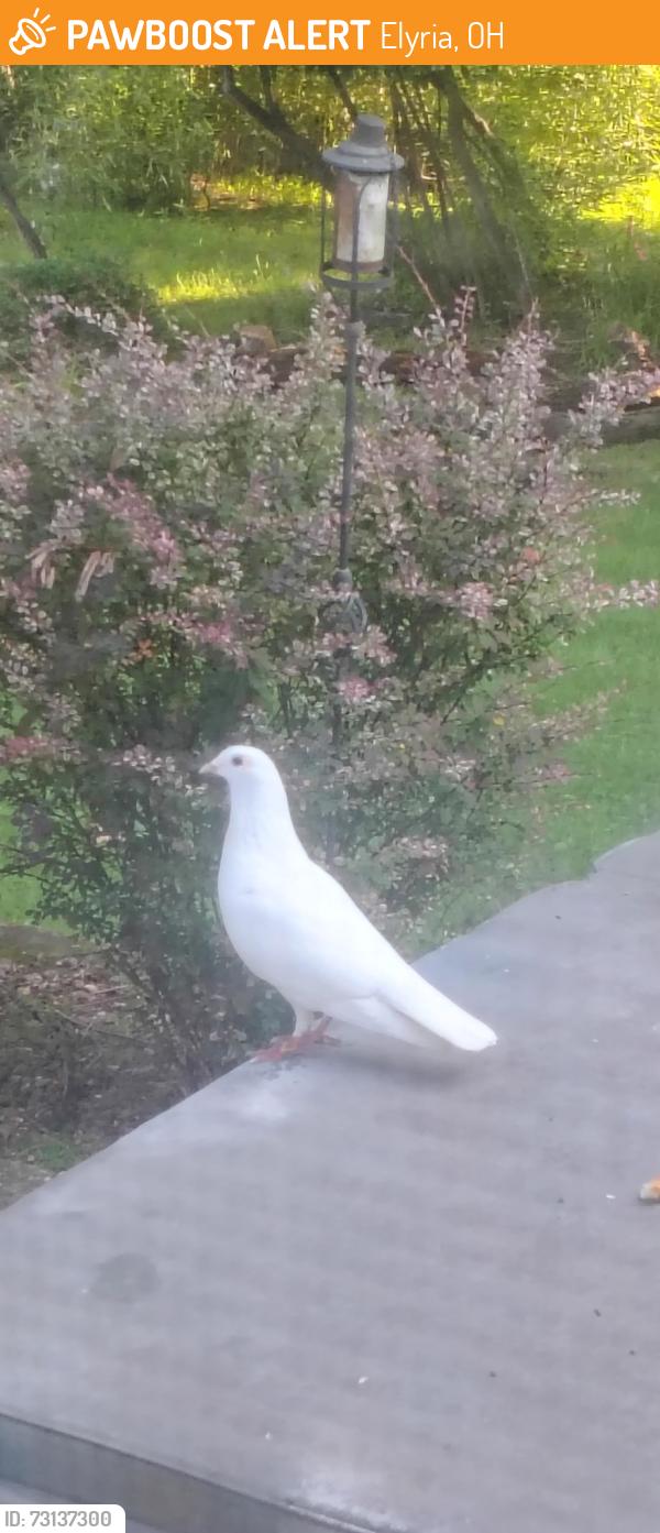 Found/Stray Unknown Bird last seen North Pasadena and Randall, Elyria, OH 44035