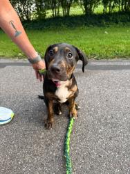 Reunited Female Dog last seen Oakland Dr / Parkview (near D&W / Woods Lake Elementary), Kalamazoo, MI 49008