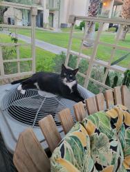 Lost Male Cat last seen Ramon, Cathedral City, CA 92234