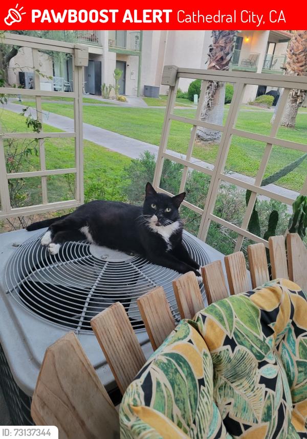 Lost Male Cat last seen Ramon, Cathedral City, CA 92234