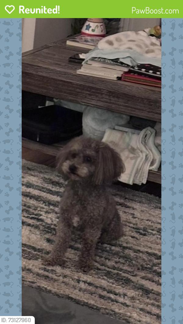 Reunited Male Dog last seen Knightsbridge Road and Cadogan Court, Fort Mill, SC 29708