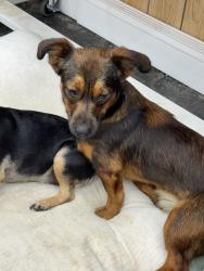 Found/Stray Male Dog last seen Georgetown road, Cleveland, TN 37312