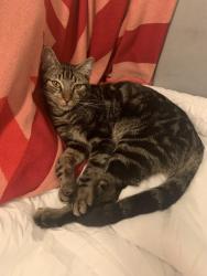 Lost Male Cat last seen Hills at Lake Eden community, Boynton Beach, FL 33435