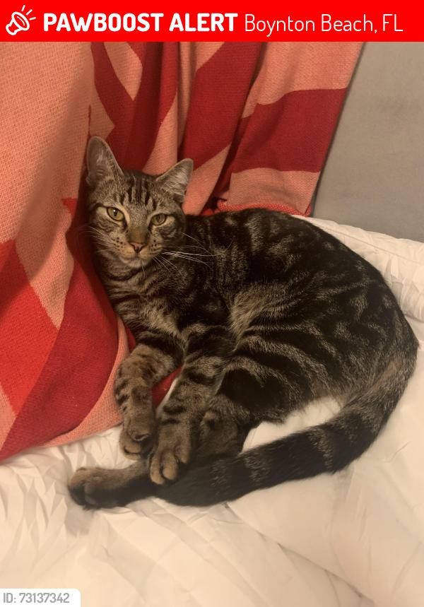 Lost Male Cat last seen Hills at Lake Eden community, Boynton Beach, FL 33435