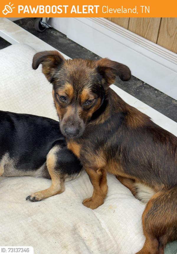 Found/Stray Male Dog last seen Georgetown road, Cleveland, TN 37312