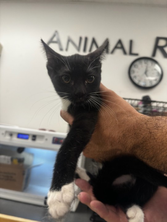 Shelter Stray Female Cat last seen , 14409 Vanowen St, Van Nuys, CA 91405, USA