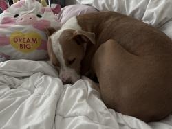 Reunited Female Dog last seen Post Rd, Cumming, GA 30040