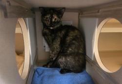 Shelter Stray Female Cat last seen Near BLOCK W BAYAUD AVE, DENVER CO 80223, 1241 W Bayaud Ave, Denver, CO 80223, USA