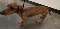 Shelter Stray Male Dog last seen , West Valley Animal Shelter, 20655 Plummer St, Chatsworth, CA 91311, USA