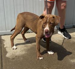 Shelter Stray Female Dog last seen Near BLOCK EAST MUHAMMAD ALI BLVD, 3528 Newburg Rd, Louisville, KY 40218, USA