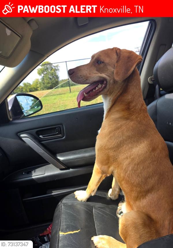 Lost Male Dog last seen Tillery rd and harmony lane, Knoxville, TN 37912