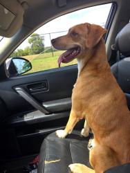 Lost Male Dog last seen Tillery rd and harmony lane, Knoxville, TN 37912