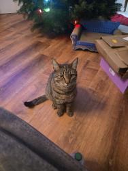 Lost Male Cat last seen 28th and Hancock Ct, Albany, OR 97322