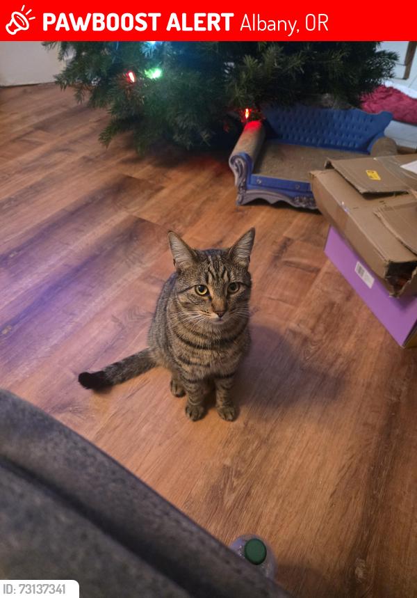 Lost Male Cat last seen 28th and Hancock Ct, Albany, OR 97322