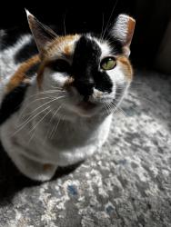 Lost Female Cat last seen Lizana Elementary School, Gulfport, MS 39503