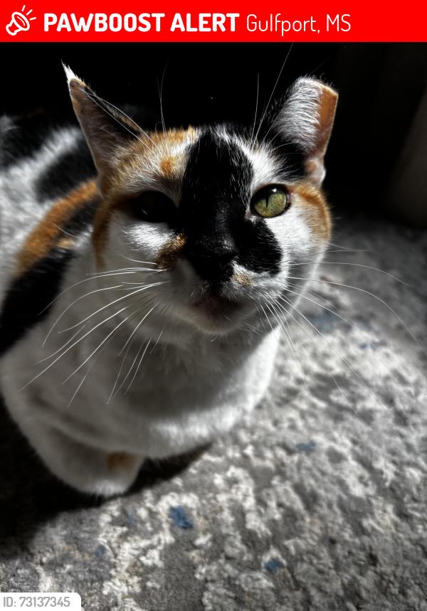 Lost Female Cat last seen Lizana Elementary School, Gulfport, MS 39503