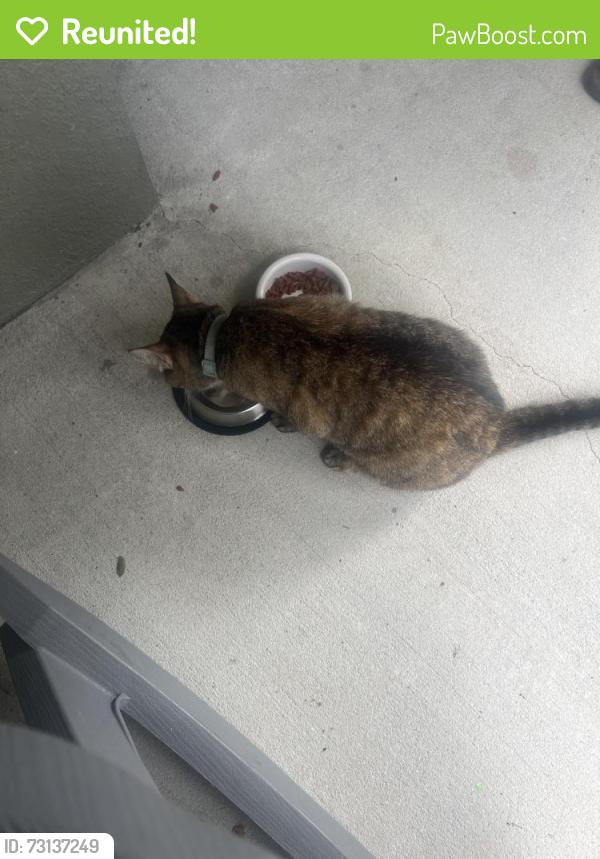 Reunited Female Cat last seen Strickland, Lakeland, FL 33812