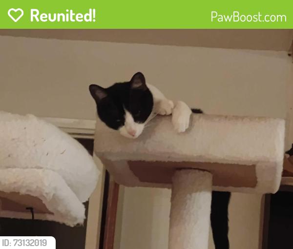 Reunited Female Cat last seen Hamilton San Tomas, Campbell, CA 95008