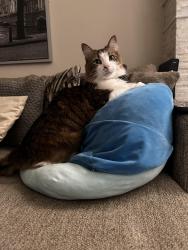 Reunited Male Cat last seen Tidwell/Bingle, Houston, TX 77092