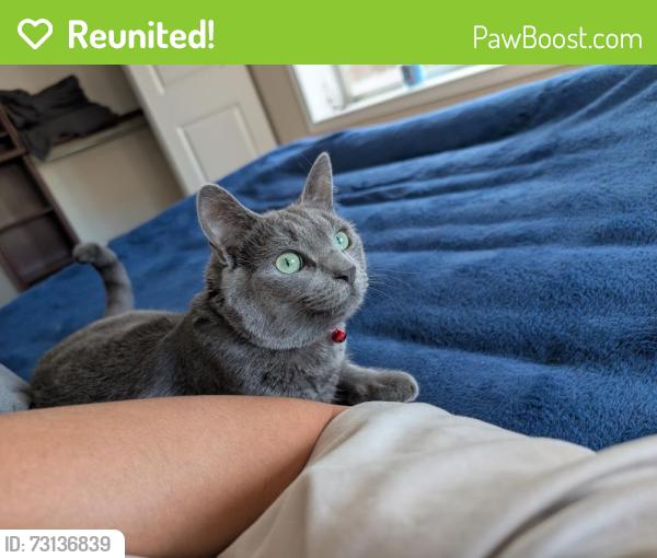 Reunited Male Cat last seen Inside of 6226 122nd ave southeast, Bellevue, WA 98006