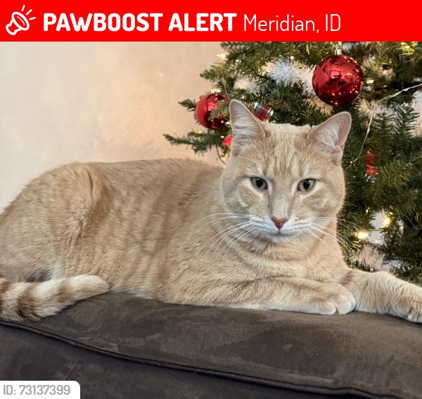 Lost Male Cat last seen Victory Rd & S Locust Grove Rd, Meridian, ID 83642