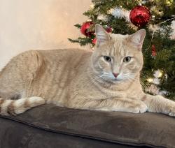 Lost Male Cat last seen Victory Rd & S Locust Grove Rd, Meridian, ID 83642