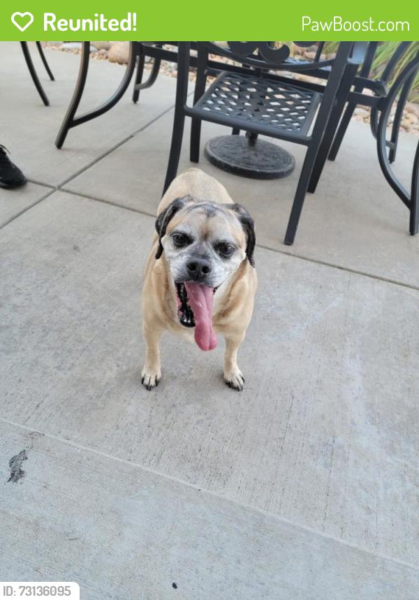 Reunited Male Dog last seen 113th, Thornton, CO 80233