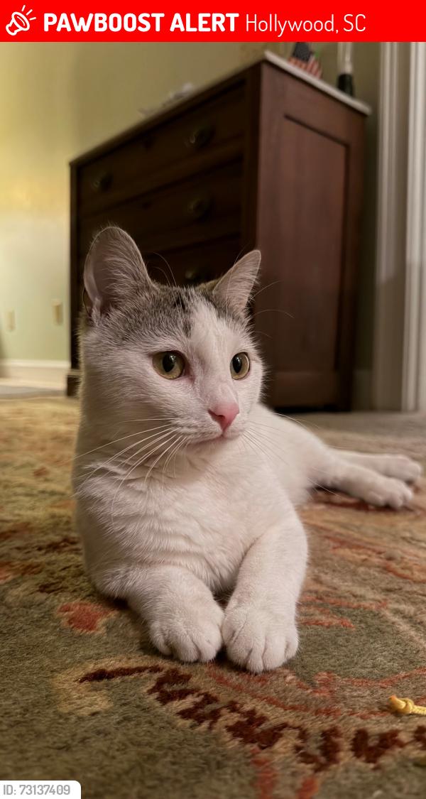 Lost Female Cat last seen Waldon Rd and Hwy 17, between Dodge's and Davidson Rd, Hollywood, SC 29470