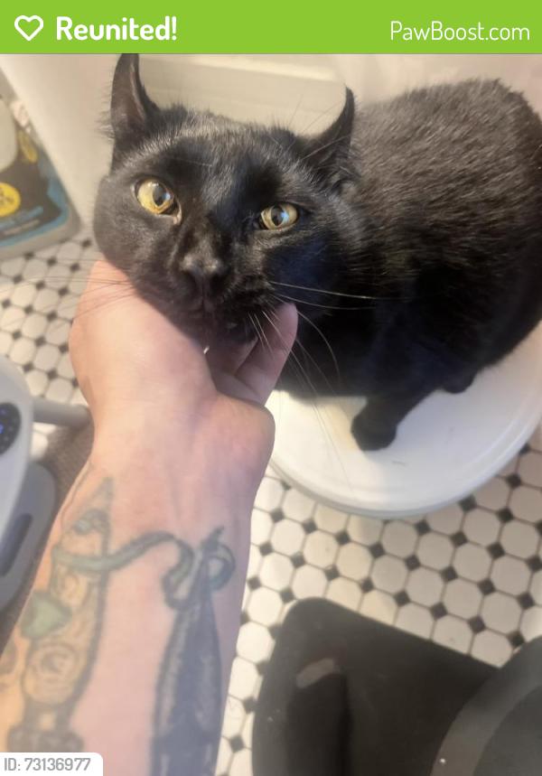 Reunited Male Cat last seen Rice st and Como ave, Saint Paul, MN 55103