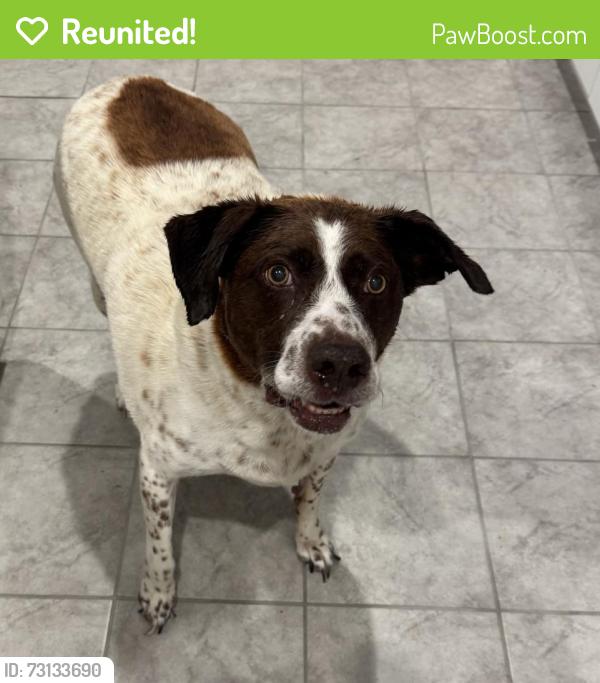 Reunited Male Dog last seen remington ridge, Cleburne, TX 76033