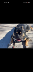 Reunited Male Dog last seen foster, Portland, OR 97266