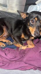 Reunited Male Dog last seen Lyndon B Johnson Elementary, San Antonio, TX 78227