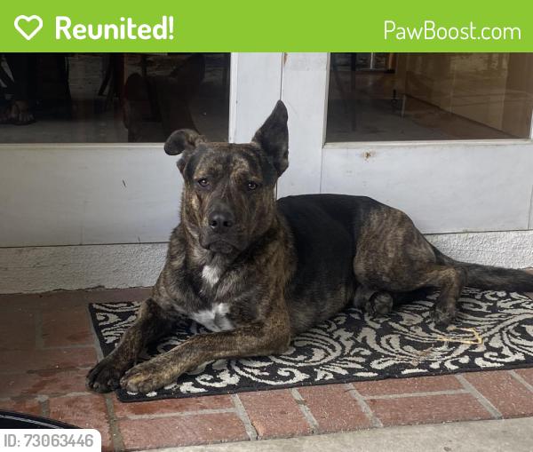 Reunited Male Dog last seen on the corner of El Segundo and Figueroa where the Metro PCS and Taqueria is!, Los Angeles, CA 90061