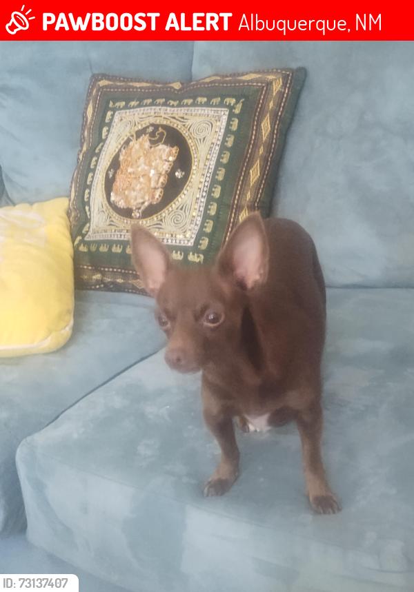 Lost Female Dog last seen Indian school and San mateo, Albuquerque, NM 87110
