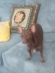 Lost Female Dog last seen Indian school and San mateo, Albuquerque, NM 87110