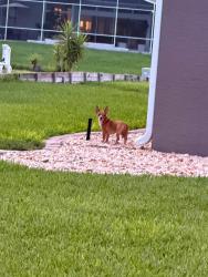 Found/Stray Unknown Dog last seen Daneswood Court, Orlando, FL 32821