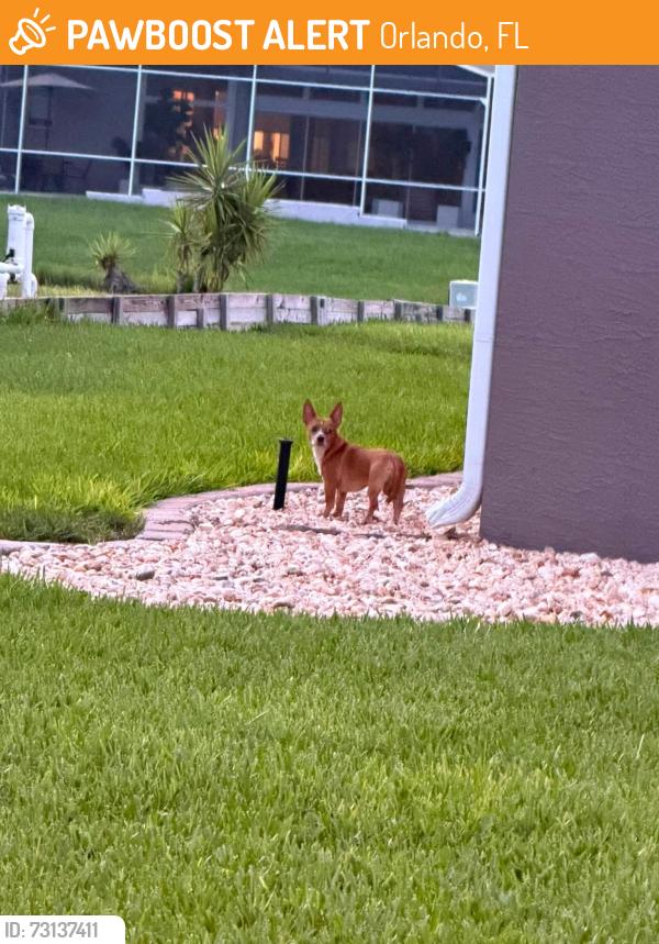 Found/Stray Unknown Dog last seen Daneswood Court, Orlando, FL 32821