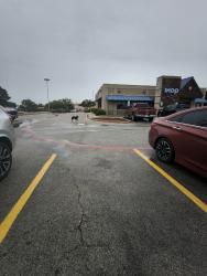 Found/Stray Female Dog last seen IHOP by home Depot, San Antonio, TX 78223