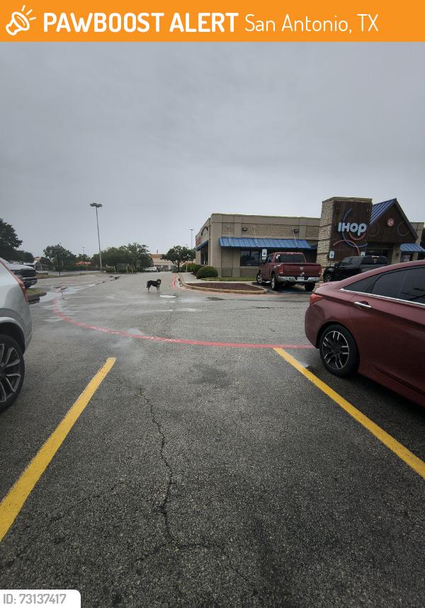Found/Stray Female Dog last seen IHOP by home Depot, San Antonio, TX 78223