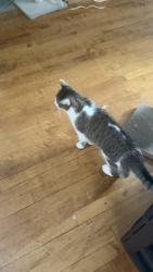 Reunited Female Cat last seen Lost near S. Oak Park Ave and Harvard St / Lincoln Elementary, Oak Park, IL 60304