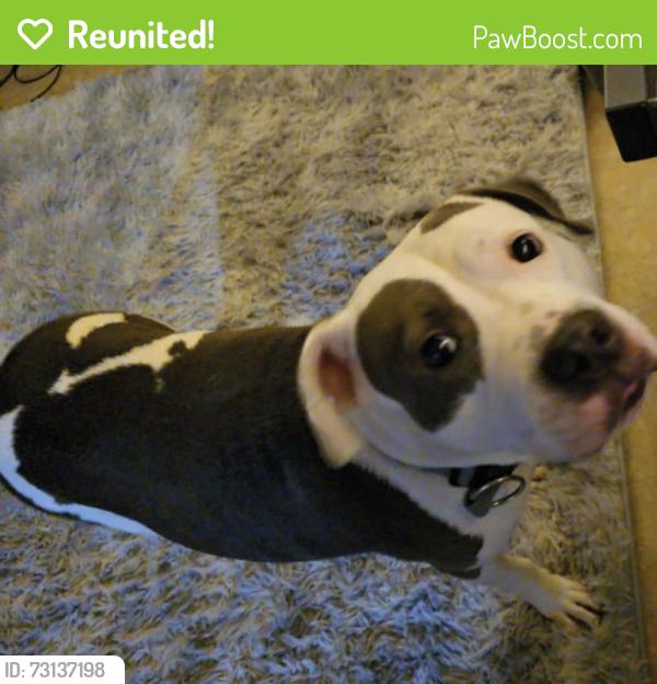 Reunited Female Dog last seen Magnolia Holmes Rd, Lockhart, FL 32810