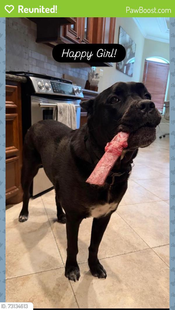 Reunited Female Dog last seen Running down Louetta between Spring Cypress and Telge Rd., Cypress, TX 77429