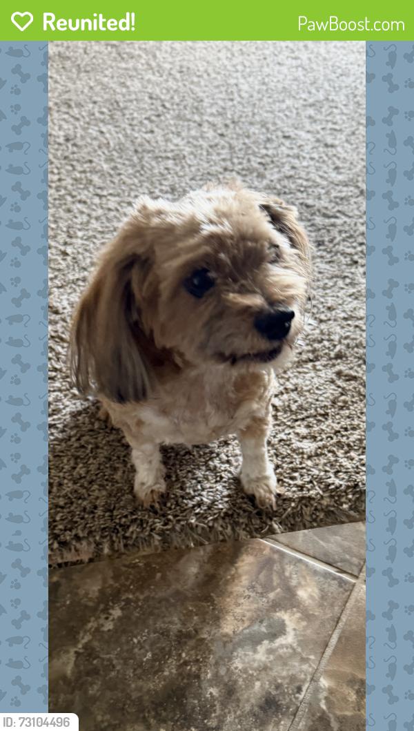 Reunited Female Dog last seen Cobalt Rd, Hollyberry Rd, Cloverly Rd, Victorville, CA 92392