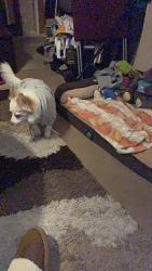 Lost Male Dog last seen West 7Mile Rd. & Evergreen, Detroit, MI 48219
