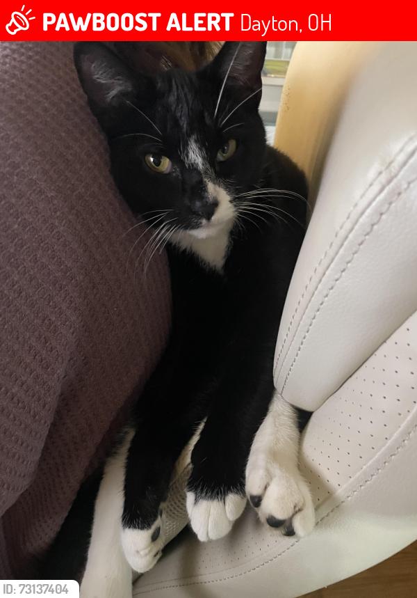 Lost Male Cat last seen S Smithville RD and Linden AVE, Dayton, OH 45410