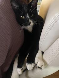 Lost Male Cat last seen S Smithville RD and Linden AVE, Dayton, OH 45410