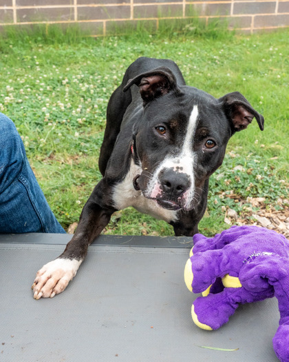 Shelter Stray Male Dog last seen Near Oakside Drive Stone Mountain, 30088, 30088, GA, 3280 Chamblee Dunwoody Rd, Chamblee, GA 30341, USA