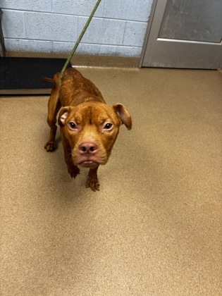 Shelter Stray Male Dog last seen Near Lands End N, Stone Mountain, GA 30083, 30083, GA, 3280 Chamblee Dunwoody Rd, Chamblee, GA 30341, USA